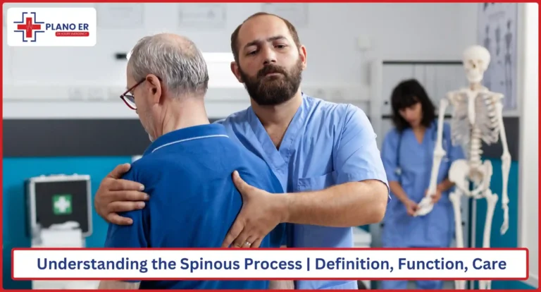 Understanding the Spinous Process | Definition, Function and Fracture Care